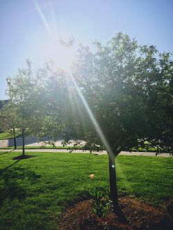 tree with sun